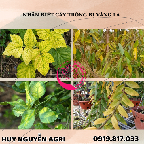 CÂY TRỒNG BỊ VÀNG LÁ :