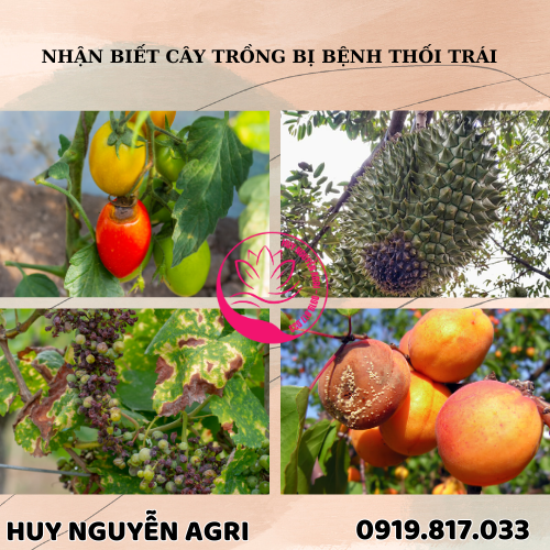 CÂY TRỒNG BỊ BỆNH THỐI TRÁI