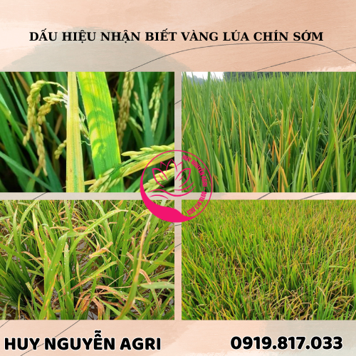 bệnh vàng lá chín sớm trên lúa bệnh vàng lá chín sớm trên lúa