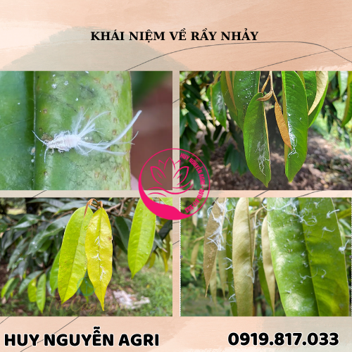 KHÁI NIỆM VỀ RẦY NHẢY : 