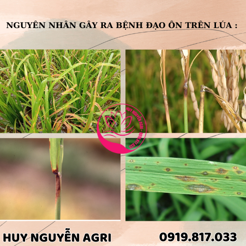 BỆNH ĐẠO ÔN TRÊN LÚA