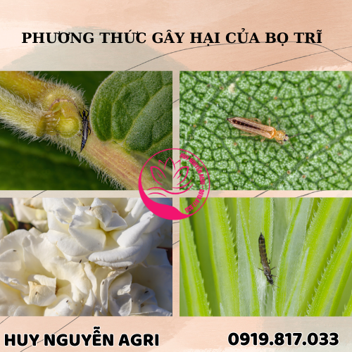 BỌ TRĨ