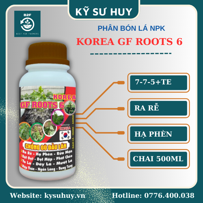 KOREA GF ROOTS 6