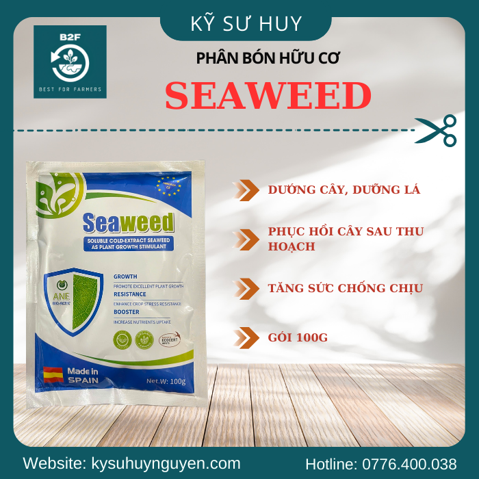 SEAWEED