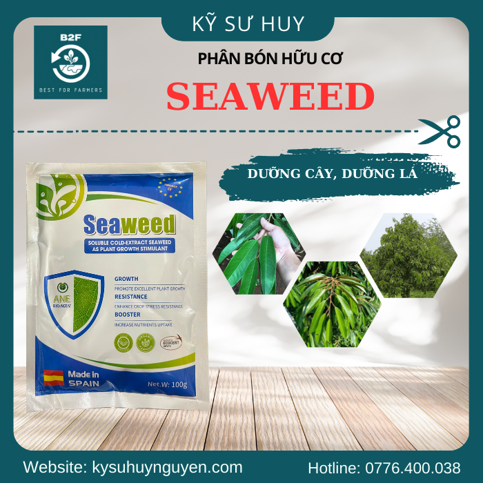 SEAWEED