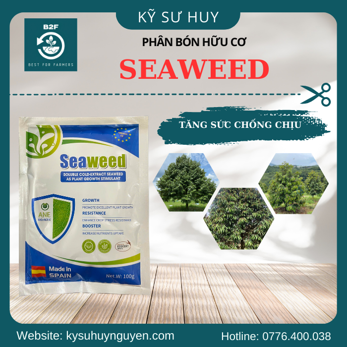 SEAWEED