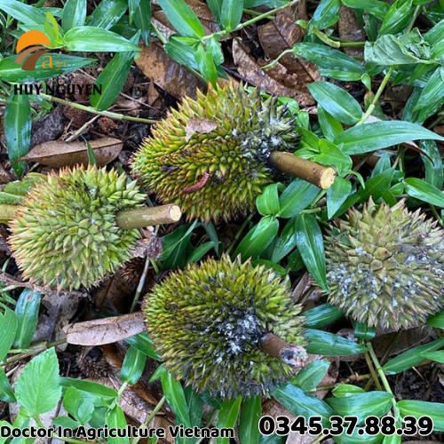 RỆP SÁP TRÊN SẦU RIÊNG