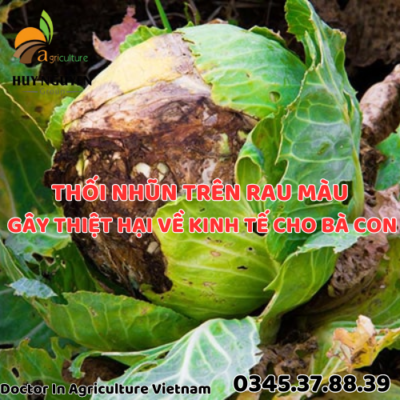 THỐI NHŨN TRÊN RAU MÀU