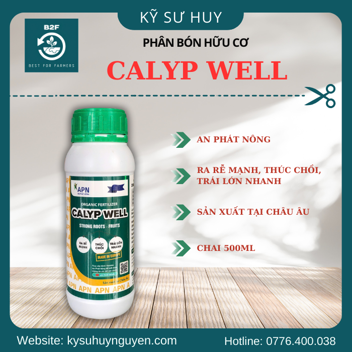 CALYP WELL 