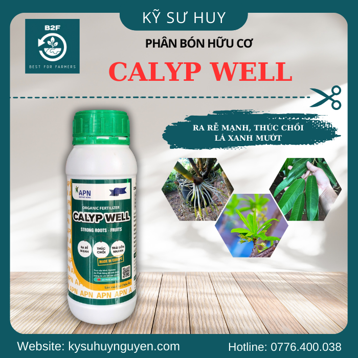 CALYP WELL