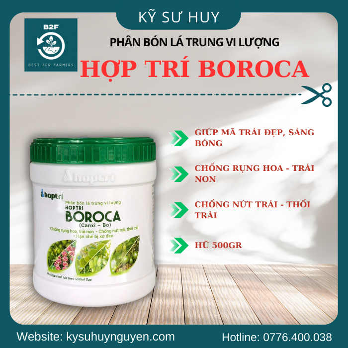 HỢP TRÍ BOROCA