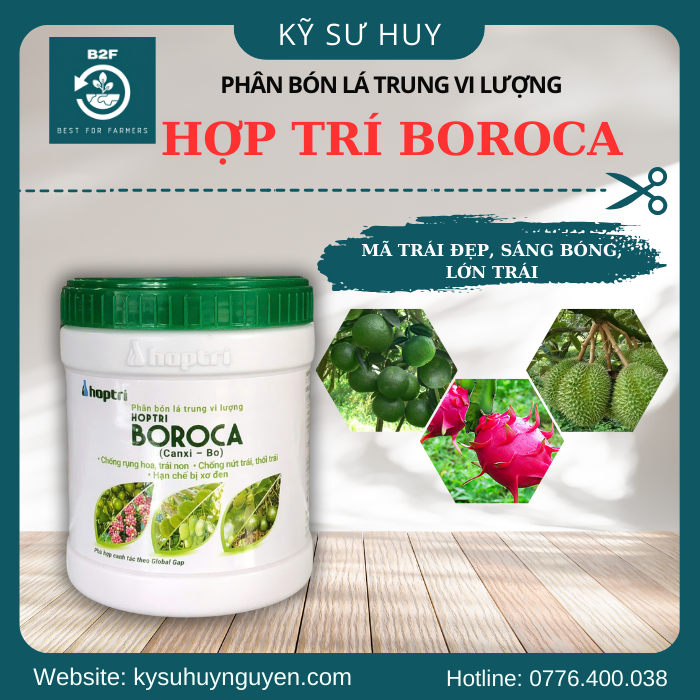 HỢP TRÍ BOROCA