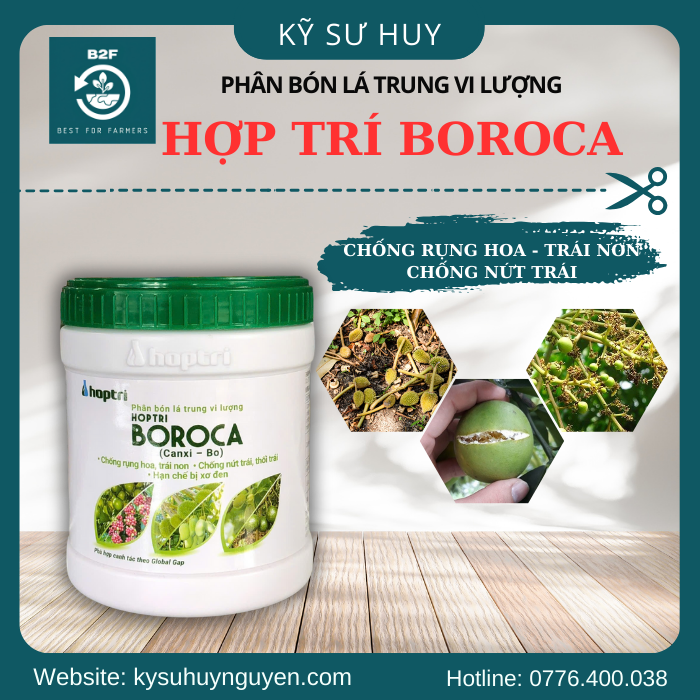 HỢP TRÍ BOROCA