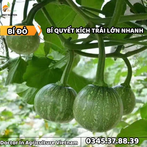 BÍ ĐỎ