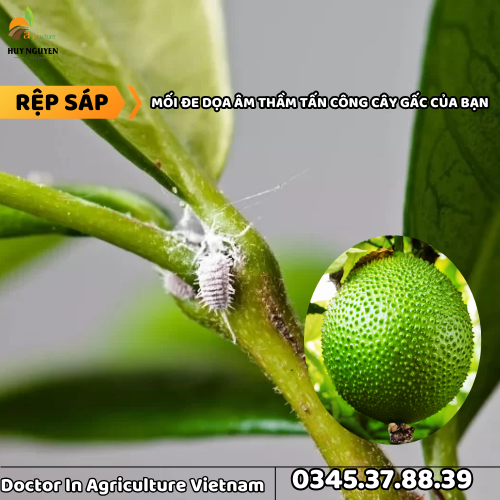 RỆP SÁP