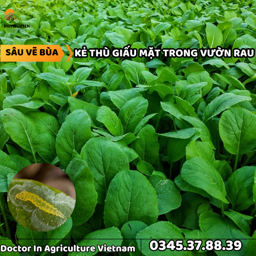 SÂU VẼ BÙA