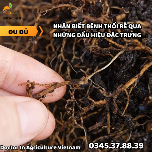 THỐI RỄ ĐU ĐỦ