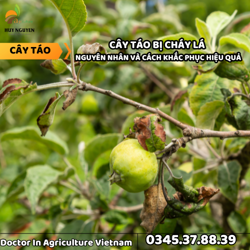 CÂY TÁO BỊ CHÁY LÁ