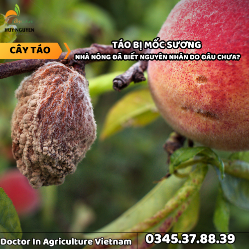 TÁO BỊ MỐC SƯƠNG