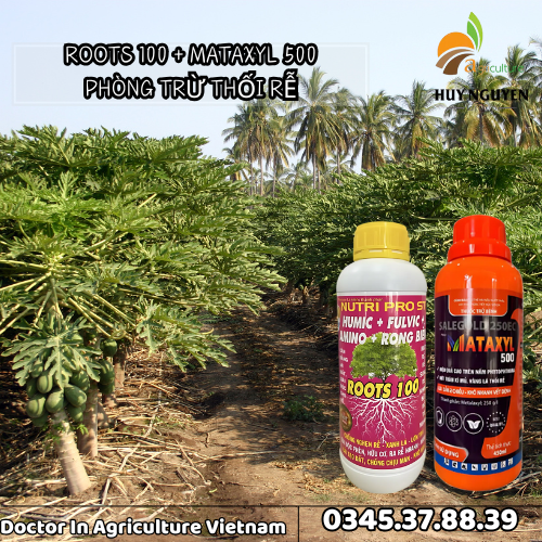 THỐI RỄ ĐU ĐỦ