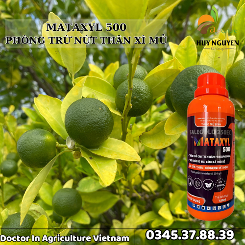 MATAXYL 500 TRỊ NỨT THÂN XÌ MỦ