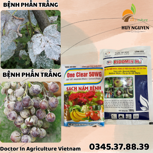 ONECLEAR 50WG+RIDOMIN MỸ