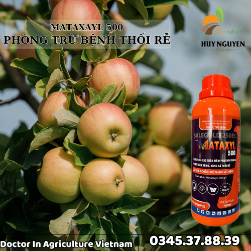 MATAXYL 500 TRỊ THỐI RỄ