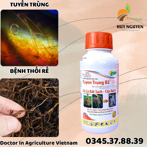 TUYẾN TRÙNG B2