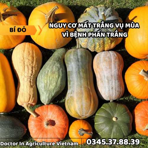 BÍ ĐỎ 