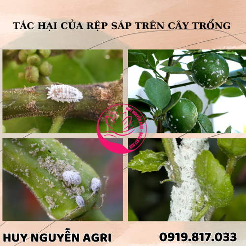 RỆP SÁP HẠI CÂY