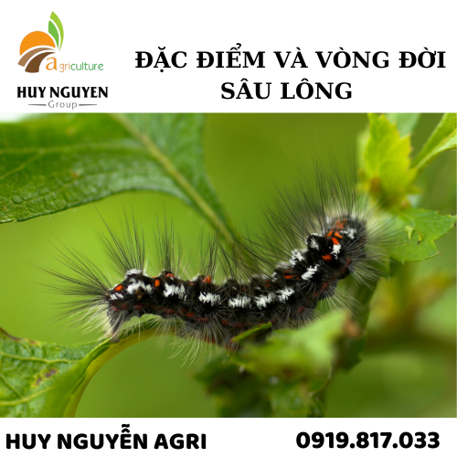 ĐẶC ĐIỂM VÀ VÒNG ĐỜI VỀ SÂU LÔNG 