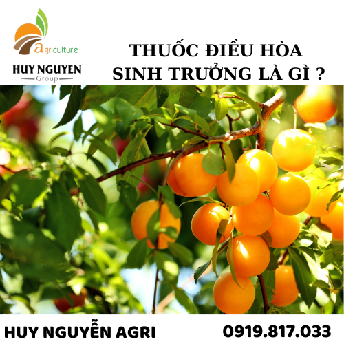 THUỐC ĐIỀU HÒA SINH TRƯỞNG LÀ GÌ ?