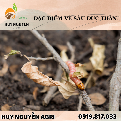 ĐẶC ĐIỂM VỀ SÂU ĐỤC THÂN