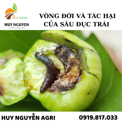 VÒNG ĐỜI VÀ TÁC HẠI CỦA SÂU ĐỤC TRÁI