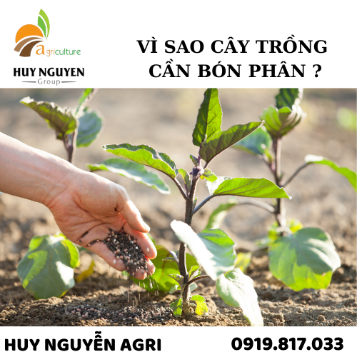 VÌ SAO CÂY TRỒNG CẦN BÓN PHÂN ?