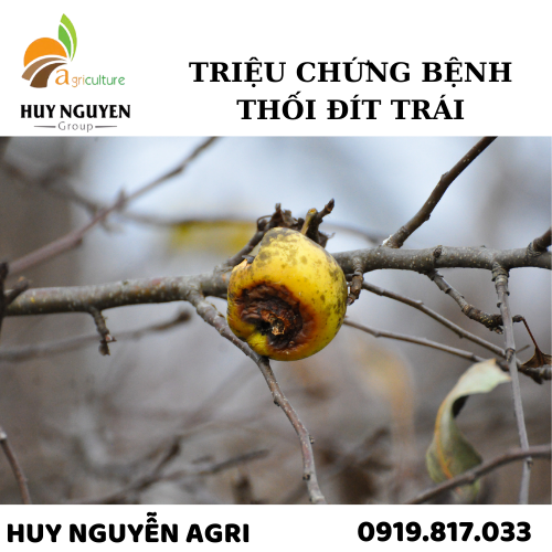 BỆNH THỐI ĐÍT TRÁI