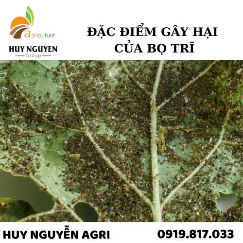 ĐẶC ĐIỂM GÂY HẠI CỦA BỌ TRĨ 