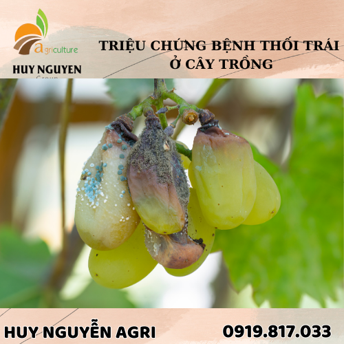 BỆNH THỐI TRÁI