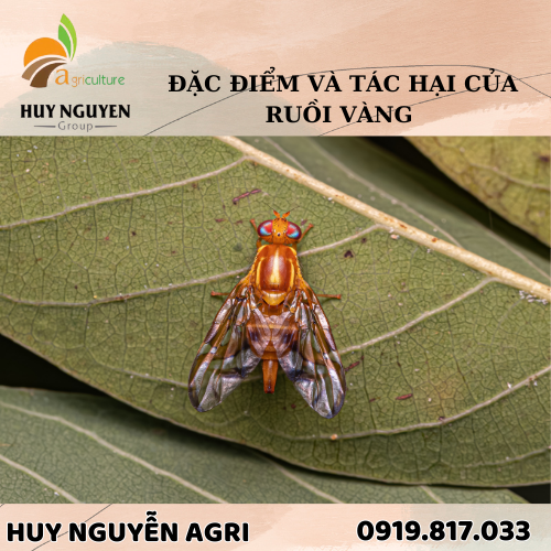 ĐẶC ĐIỂM VÀ TÁC HẠI CỦA RUỒI VÀNG