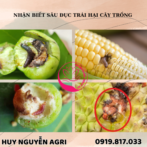 SÂU ĐỤC TRÁI