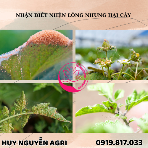 NHỆN LÔNG NHUNG HẠI CÂY