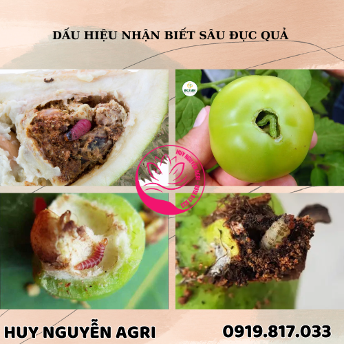 NHẬN BIẾT SÂU ĐỤC QUẢ