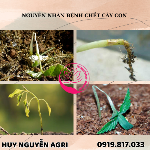 BỆNH CHẾT CÂY CON