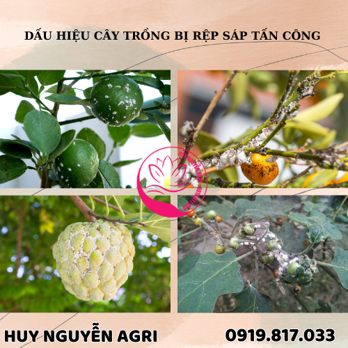 CÂY TRỒNG BỊ RỆP SÁP TẤN CÔNG