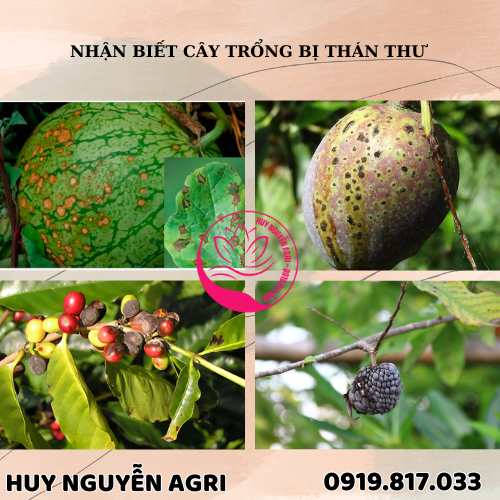 CÂY BỊ THÁN THƯ
