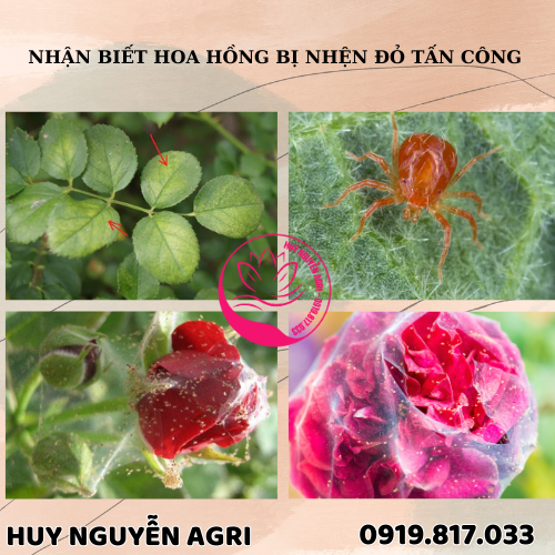 NHỆN ĐỎ