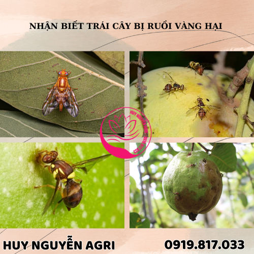 TRÁI CÂY BỊ RUỒI VÀNG HẠI