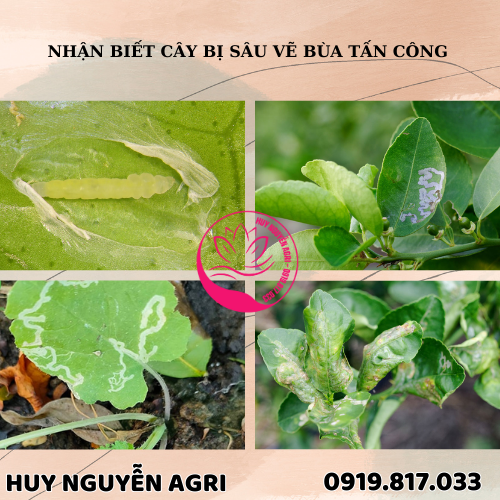 SÂU VẼ BÙA