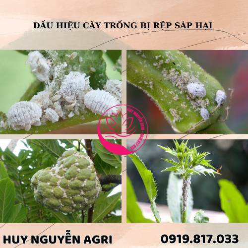 CÂY TRỒNG BỊ RỆP SÁP HẠI