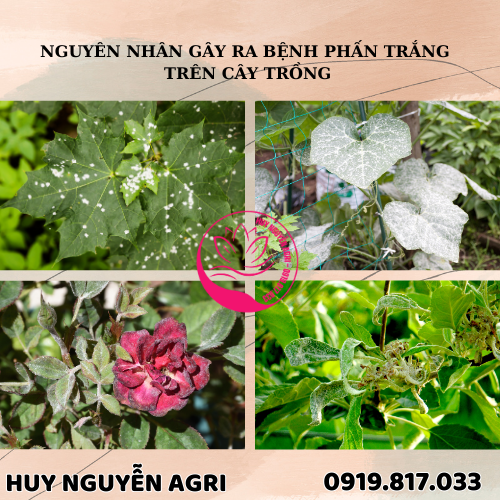 BỆNH PHẤN TRẮNG TRÊN CÂY TRỒNG